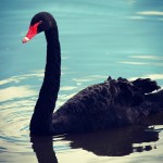 How to Mitigate Risk from Black Swans