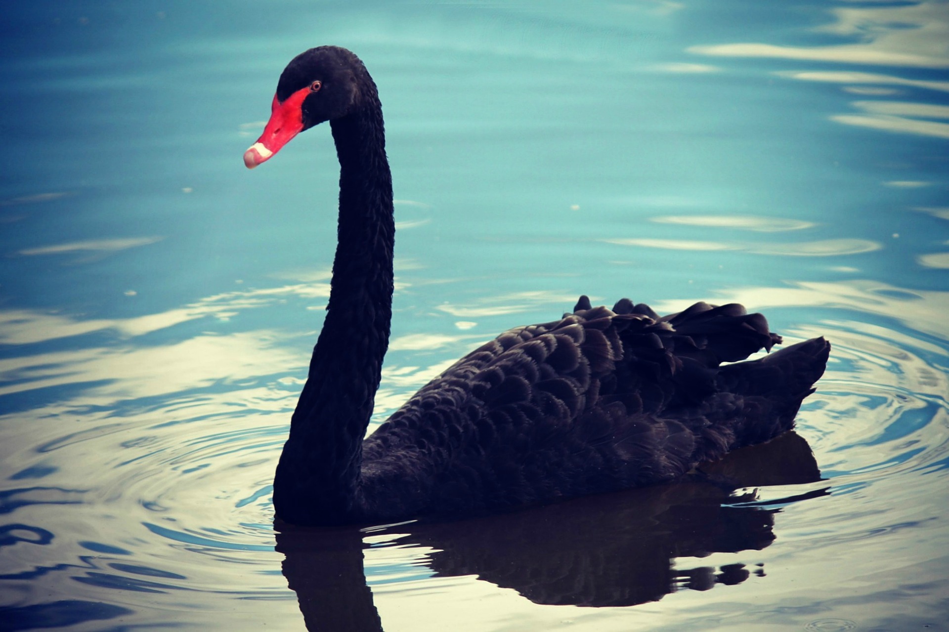 black-swan-a-black-swan-cygnus-atratus-meaning-swan-c-flickr